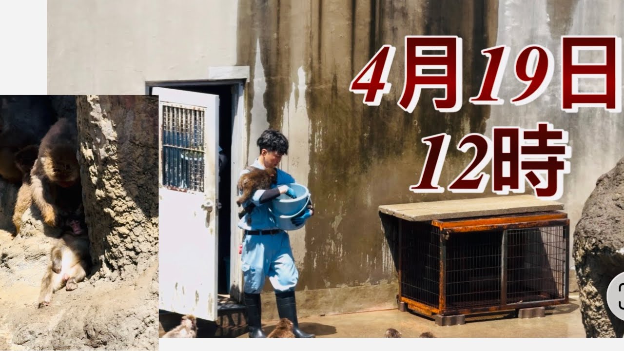 4月19日12時、ドアが開いた瞬間!!パパに抱きつくパンチ君この瞬間!全員メロメロ😍🐒