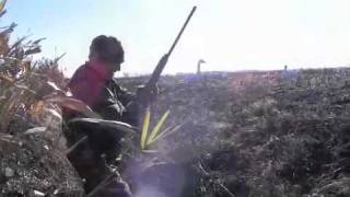 2011_swans - Mobile.m4v