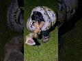 Begini caranya !! Tips dan cara m3lepaskan kunci u1ar piton besar pasti berhasil #tutorial #snake