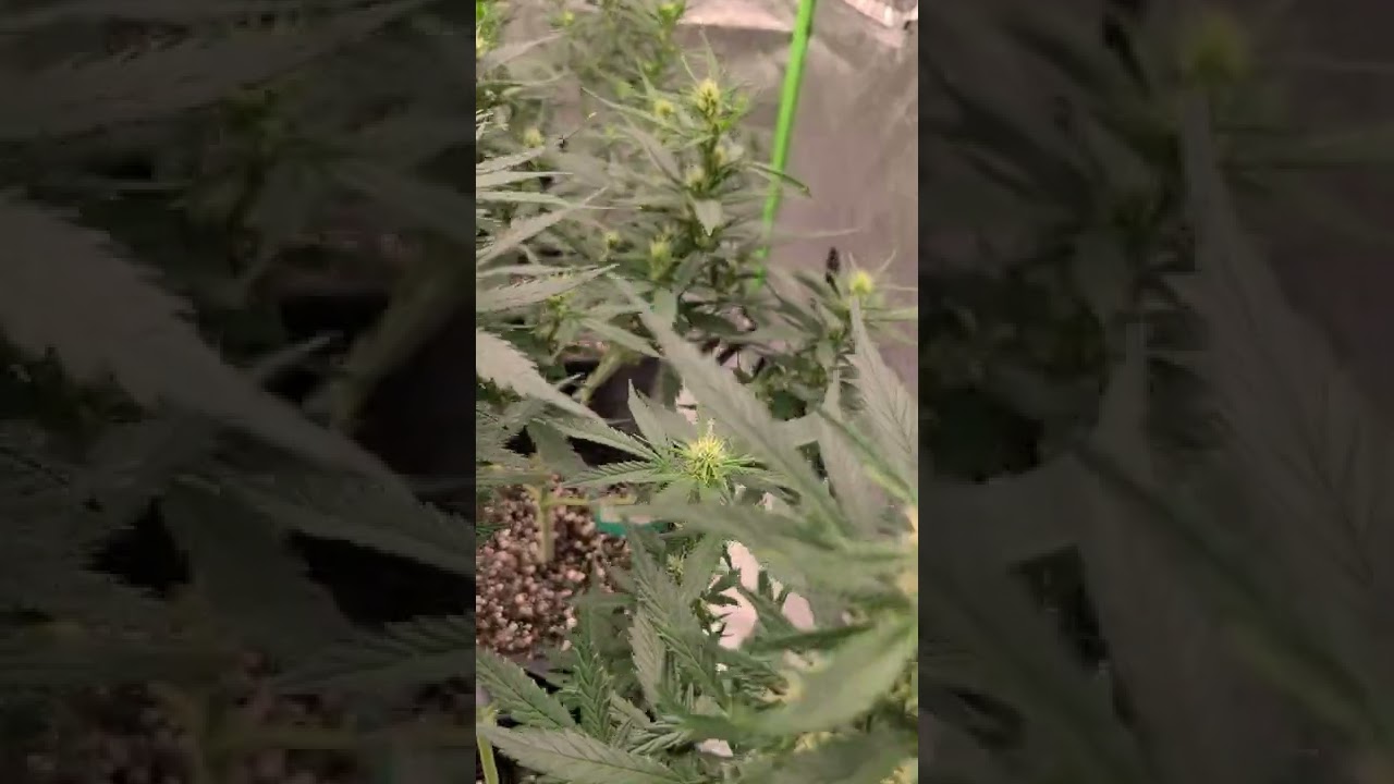 Bud Development on the Autoflower Cannabis