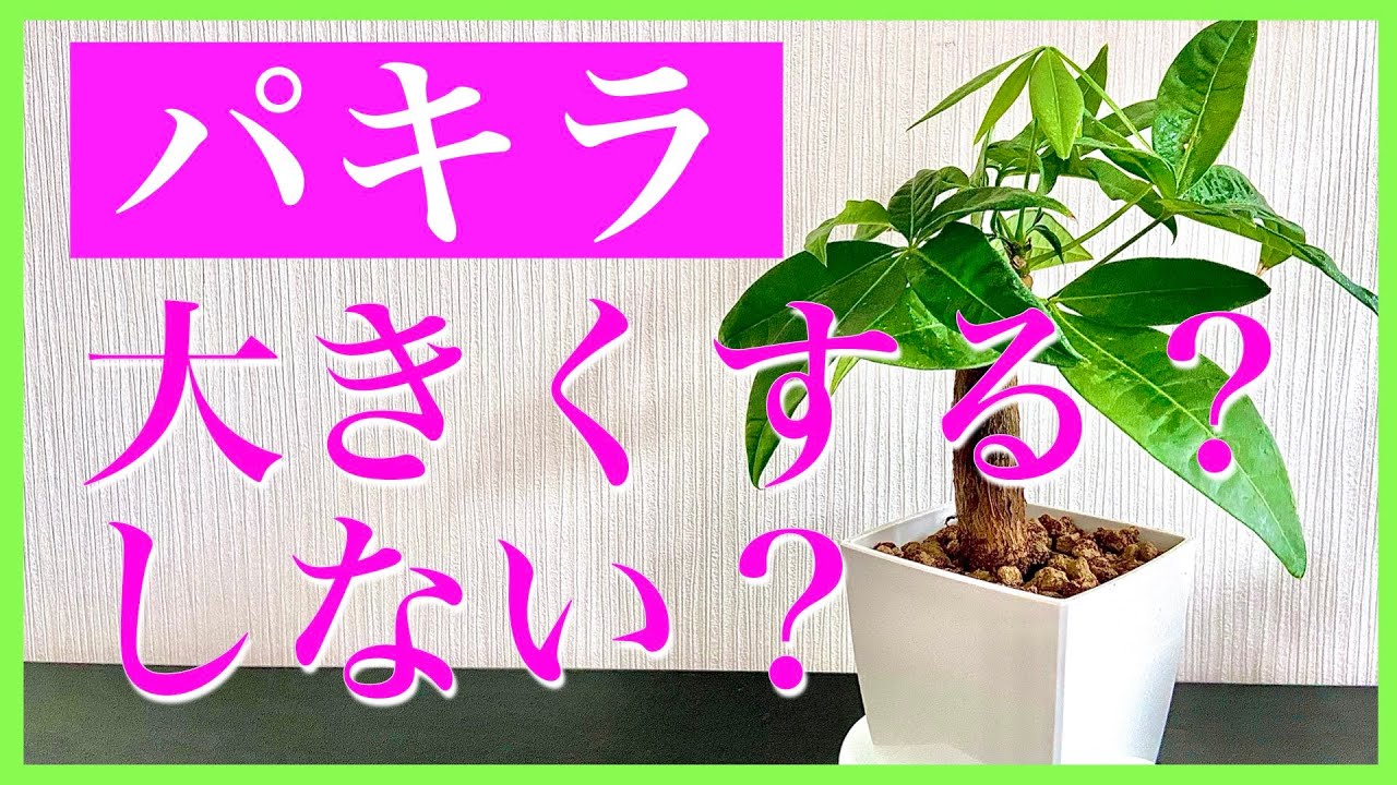 観葉植物 大きくする方法 大きくしない方法 育て方まとめ パキラ Youtube