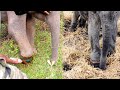 Humanity! Releasing Elephant from horrible Snare wrapped around the leg &amp; giving necessary treatment
