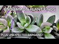 Uncommon Plants | CHEAP HOYAS | Local Nursery Plant Shopping | Mini Haul