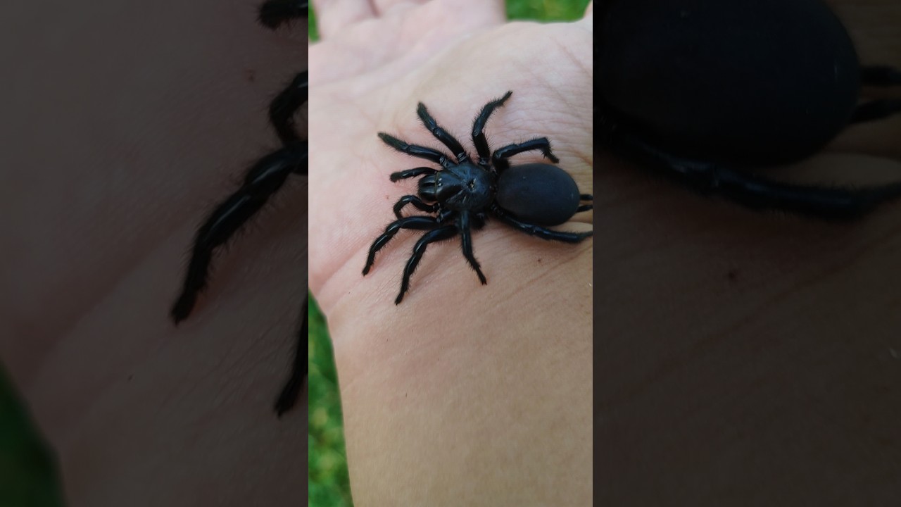 ara&ntilde;a toro o negra de Alcornocal (macrothele calpeiana) la ara&ntilde;a m&aacute;s grande de Europa