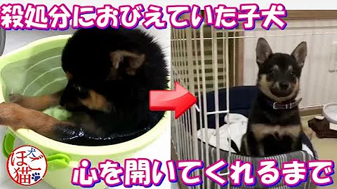 تحميل 犬 殺処分 تحميل 犬 殺処分