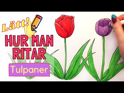 Video: Hur Man Ritar En Tulpan