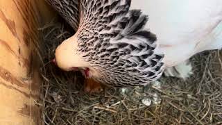 White Hen Eating an Egg by mariawulf 188 views 1 month ago 32 seconds