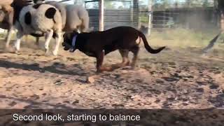 Australian Working Kelpie pup starting her training on sheep at 3 months old