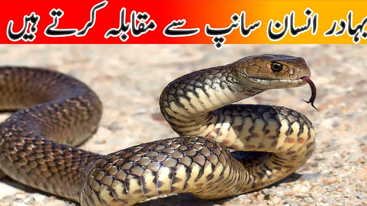 "A Deadly Game of Life and Death! Venomous Snake vs Man in the African Jungle"