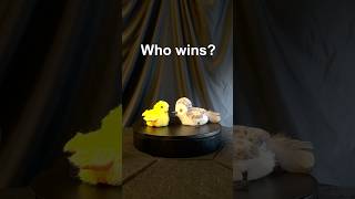 Who wins? Annoying, hairy, but fun cat toys!