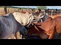 Vacas em Lactação com Dieta a base de Palma Forrageira ( Fazenda Carnaúba Taperoá Paraíba )