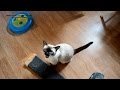 ??????? ?????! ???????? ? ??? ? ??????? ????? ?? ????! ??????? ???? - ??? ????! Funny Cats