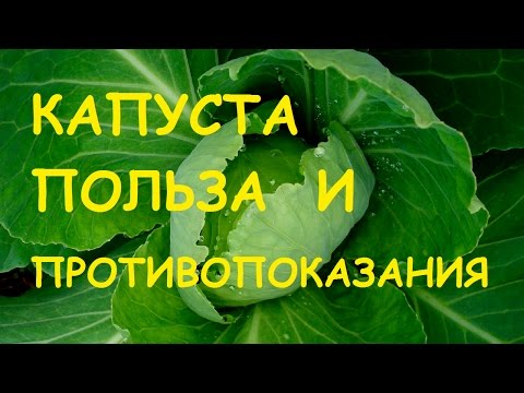 Video: Эмне үчүн капуста ширеси организм үчүн пайдалуу