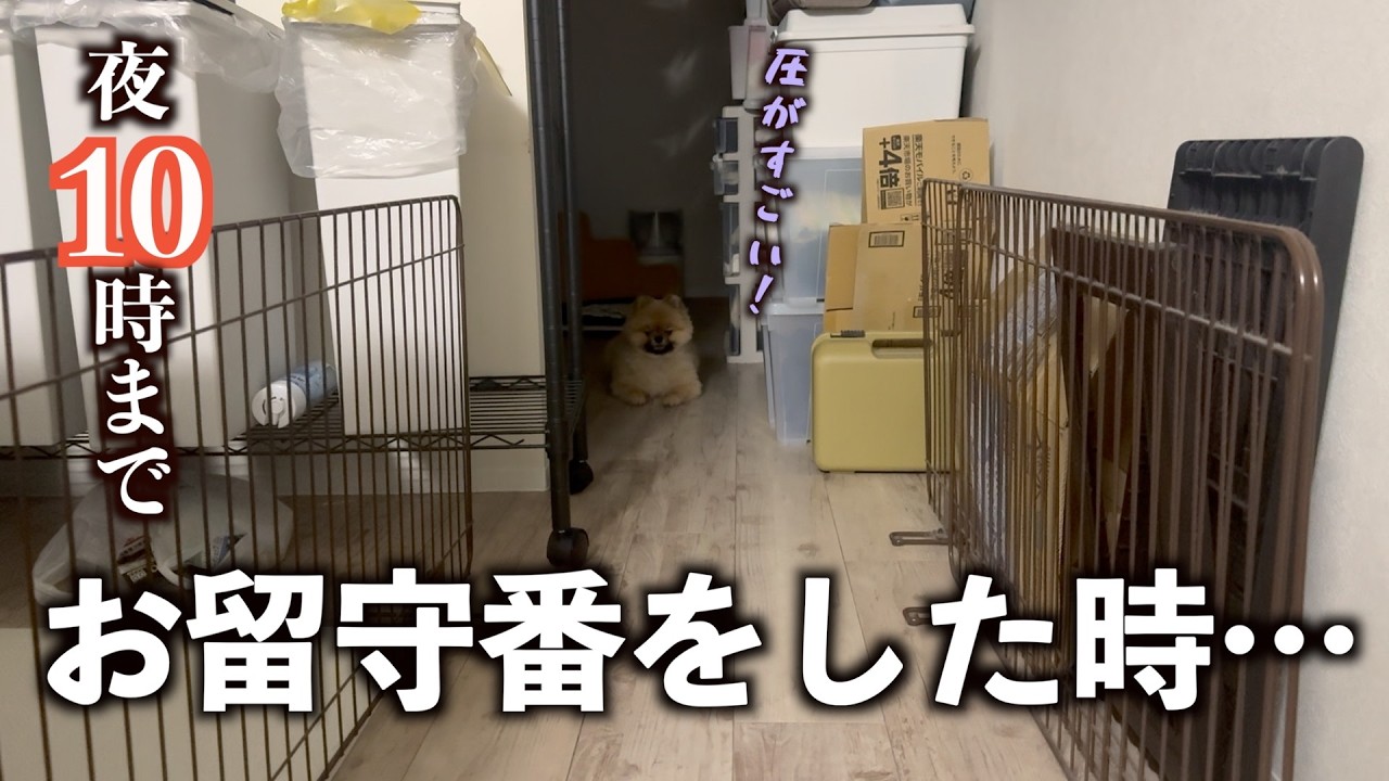 飼い主が寝るまでずっと待つポメラニアン【955日目】