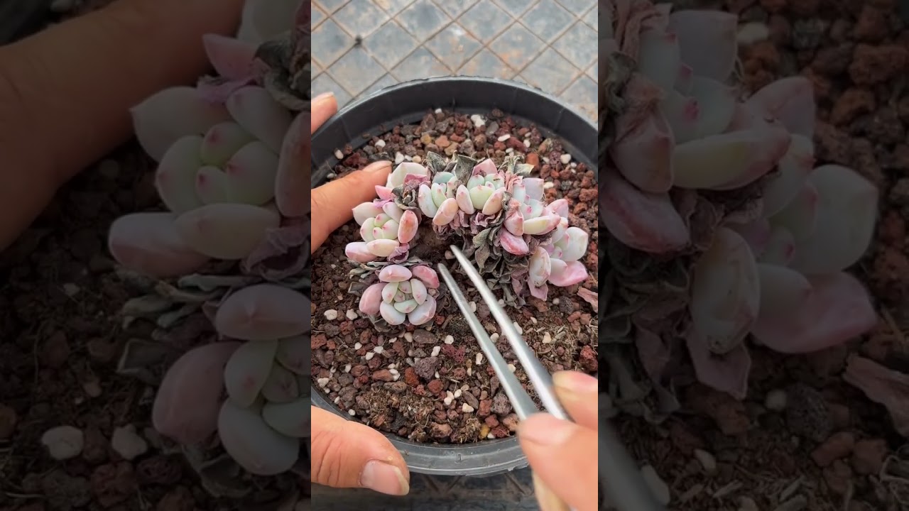 Executive Office Succulent Ambience for Strategic Focus & Efficiency