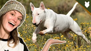 BULL TERRIER WITH CHILDREN AND PETS