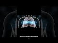 #sabias esto de los #pulmones 