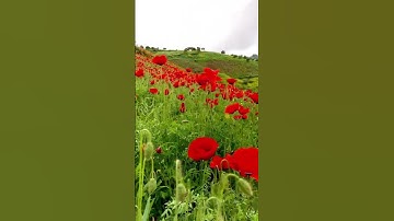 #سورة_الكهف #اسلام_صبحي #ماهر_المعيقلي #المصحف #القرآن_الكريم #nature #اكسبلور #يارب