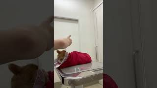 猫の頸静脈の採血💉(愛玩動物看護師小沼さん)