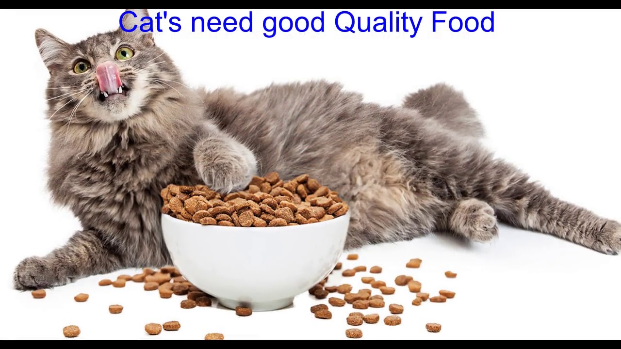 Pancreatic Enzyme Comes in Tablet Powder Form for Cats and Dogs YouTube