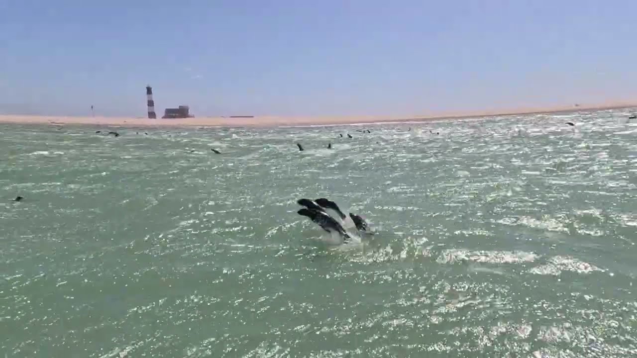 🦭 Otarie di Pelican Point: la colonia segue la barca | Walvis Bay – Parte 1