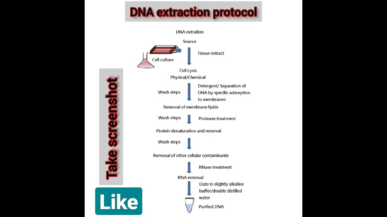 Basic manual DNA extraction method