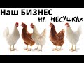 Наше хозяйство - куры несушки. Сборка яиц на продажу!