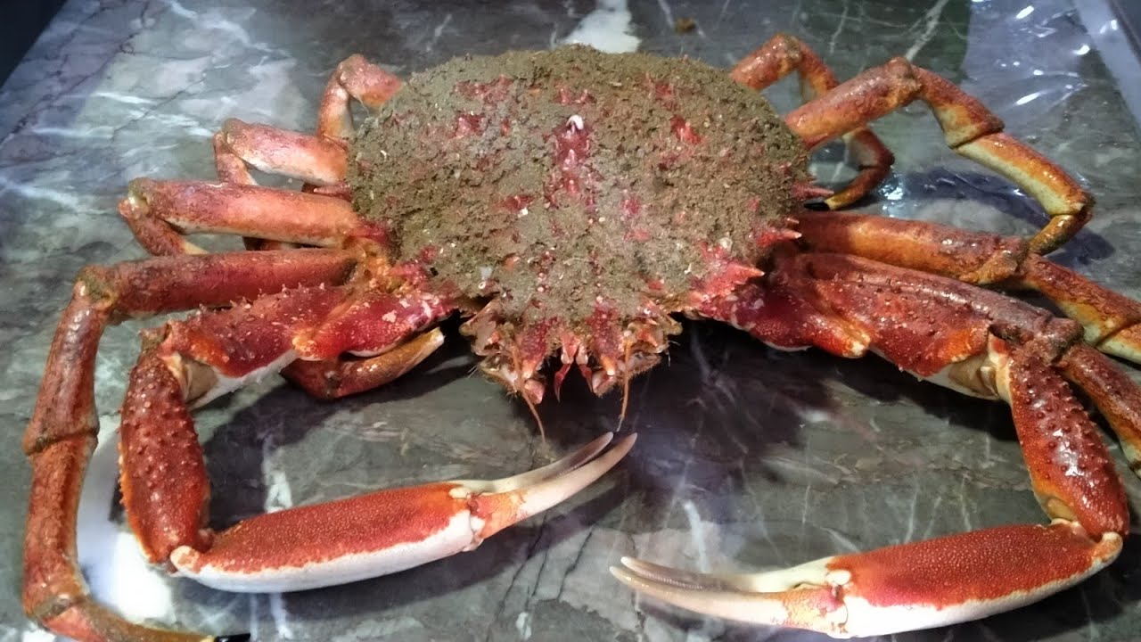 طريقة طهي السلطعون أو الكراب في وقت قصير