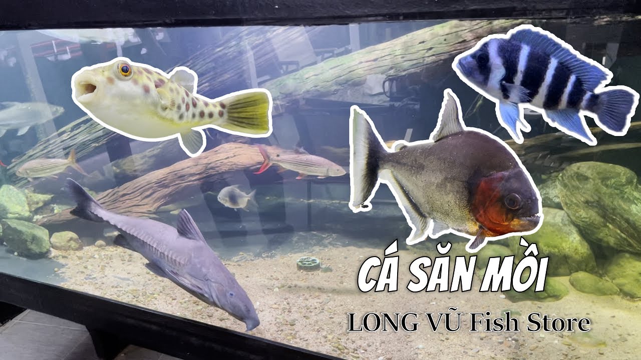 Khám phá các dòng cá săn mồi hoang dã tại Long Vũ fish store/ Predatory fish species at Long Vũ