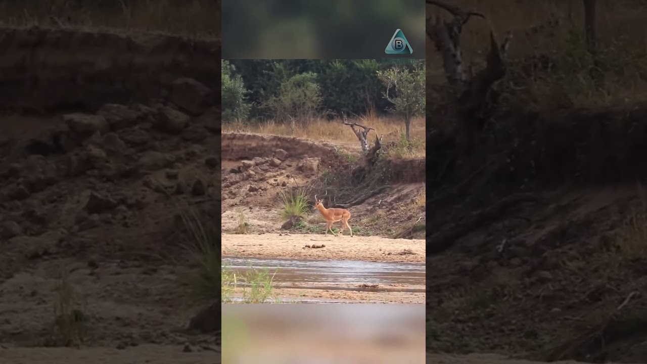 Леопард не спешит — и побеждает!