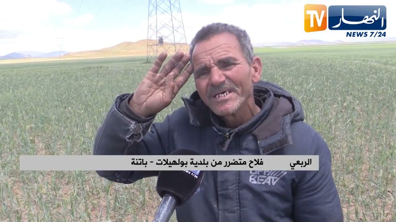 باتنة: إيفاد لجنة لتقييم الأضرار الناجمة عن التقلبات الجوية وتعويض الفلاحين