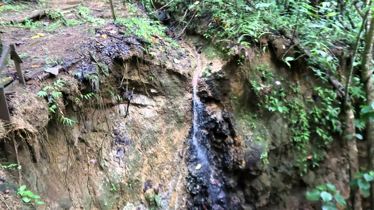 Millet Bird Sanctuary & Nature Trail  22nd January, 2026