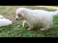 White Swiss Shepherd Puppies の動画、YouTube動画。