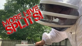 Hive Splits Again!? Splitting More Hives For the Summer Season - Making Up For Winter Hive Losses
