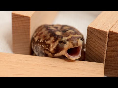 Yawning Round Frog.