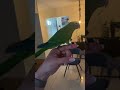 Cena fofa: periquito-da-caatinga recebe o dono com carinho (vídeo de outra pessoa)