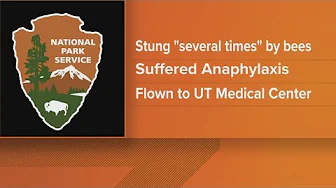 Woman rushed to hospital after being stung by bees in Great Smoky Mountains