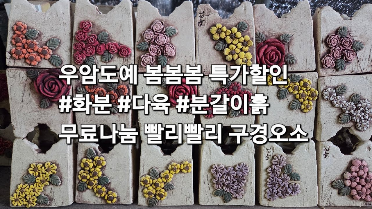 우암도예  무료나눔 70%할인 3월5일목요일오전9시실방  신상출시 특가 할인 선착순  #다육#다육화분#화분 #다육식물 #분갈이흙#야생화#아프리카식물 010-9395-177