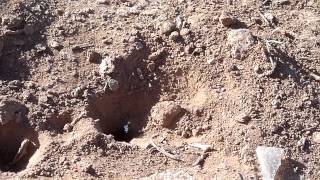 Wasp Digging A Hole