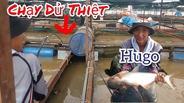 Câu Cá Tra Sông ,Mùa Nước Đỗ , Mấy Cái Kẻ Vậy Mà Lúc Nào Cũng Có Hàng Khủng |Trần Đại Fishing |#27