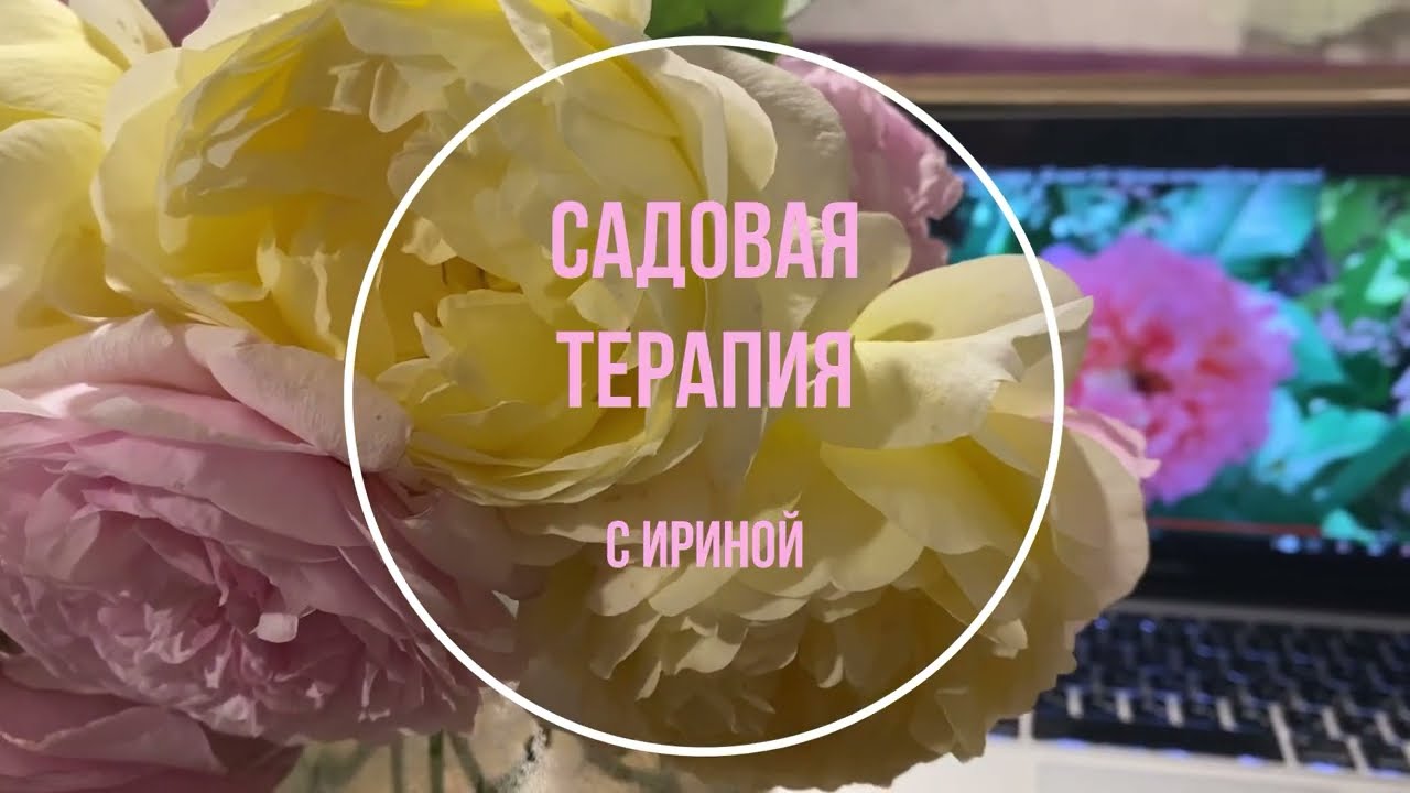 Мои впечатления о розах Оливия роуз, Сейнт Свизан, Эншент Маринер, Голден Селебрейшен.