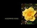 A Soothing Voice