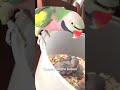 Happy Mommy Parrot.