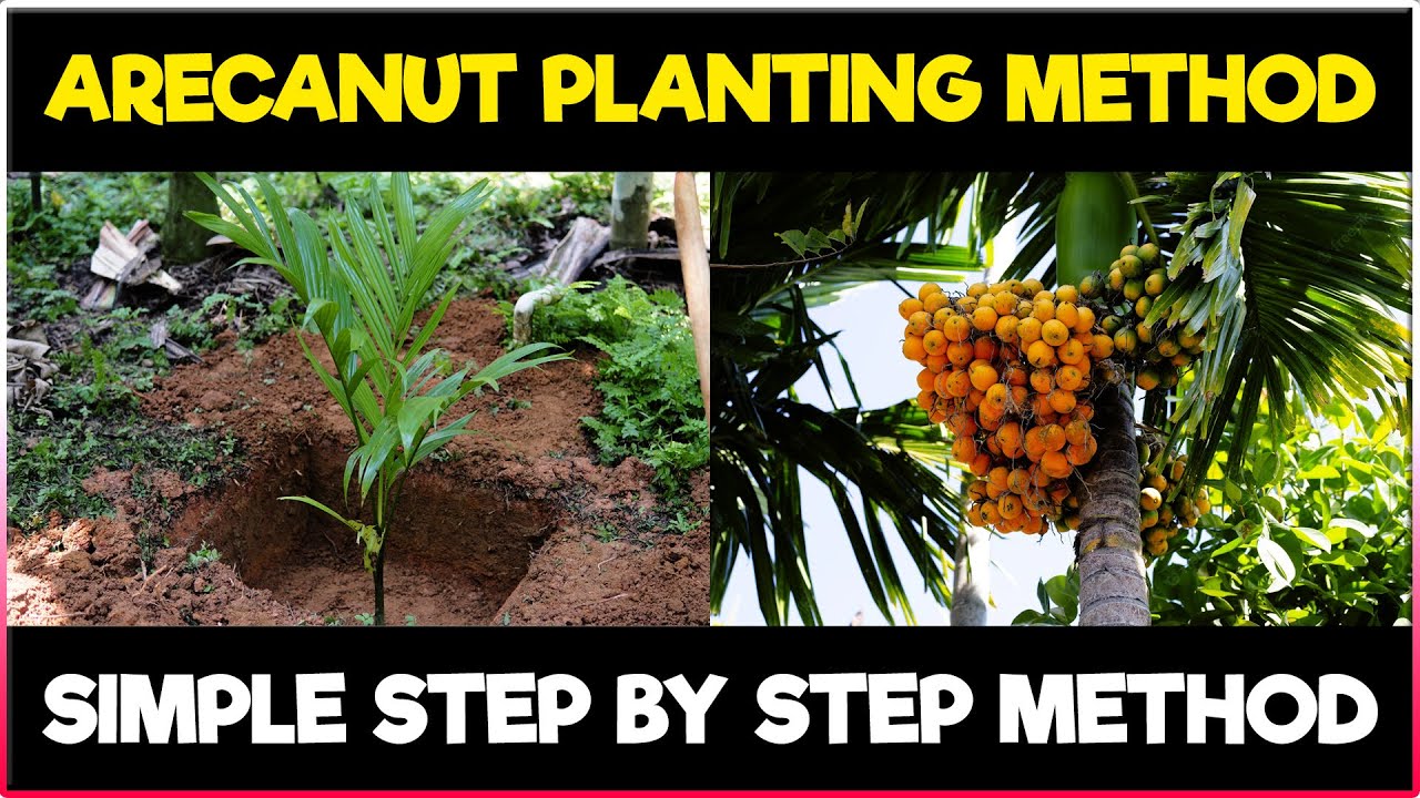 Arecanut Planting Method How To Grow Arecanut Plant Arecanut Arecanut Planting Method How To Grow Arecanut Plant Arecanut