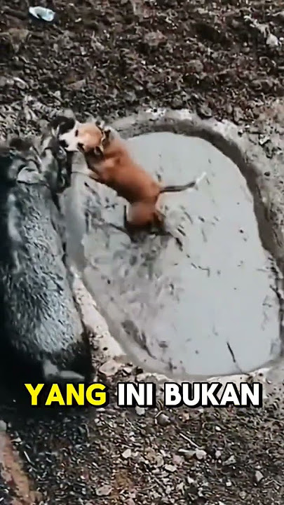 Babi hutan vs. dua anjing