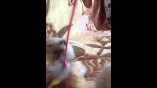 Котята вислоухие и прямоухие колор поинт, самые классные. Котята вислоухие и прямоухие колор поинт, самые классные.