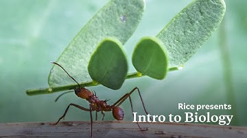Intro to Biology Online Course: Ecology, Evolution and Biodiversity | Rice University Online