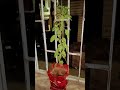 . he Tulsi Maiya. #youtube #viral .#viral gate. #he Tulsi Maiya