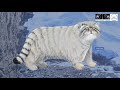 Meet the Pallas&#39;s Cat | Royal Zoological Society of Scotland