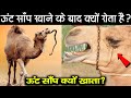 Why Camel Eat Snake? | ऊंट जिन्दा साँप क्यों खा जाता है? | Why Camel Cry